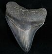 Sharply Serrated Posterior Megalodon Tooth #11940-1